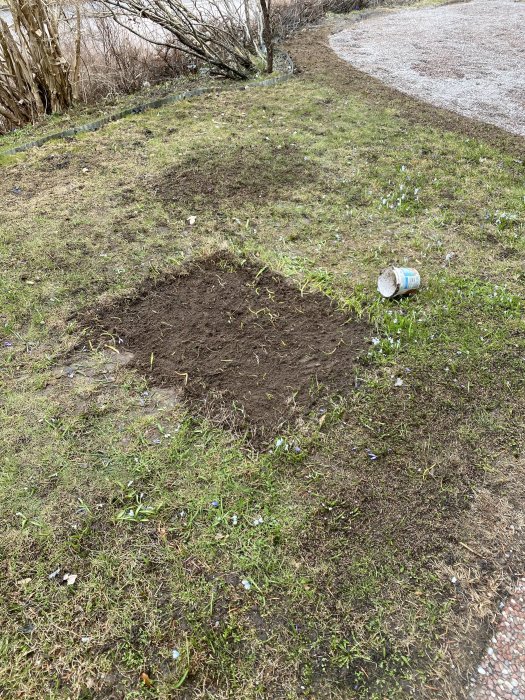 Område i gräsmatta med pålagd torvjord bredvid en grusgång, omgiven av blommande snödroppar.