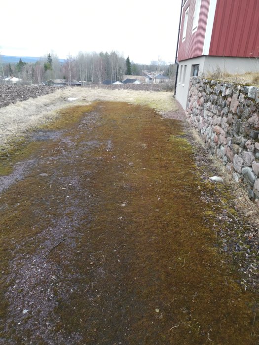 Mossbevuxen mark nära en röd husvägg och en stenmur, fråga om mossborttagning.
