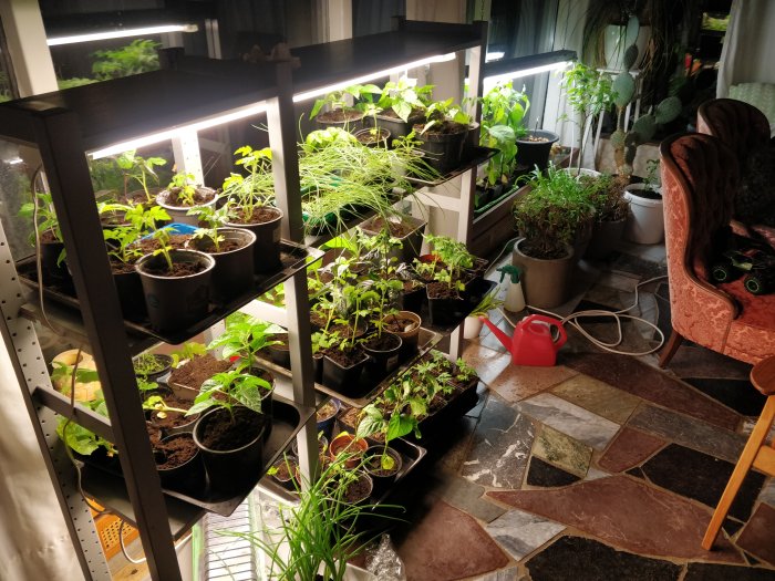 Inomhusodlingshyllor med plantor och växtlampor i ett växtrum.
