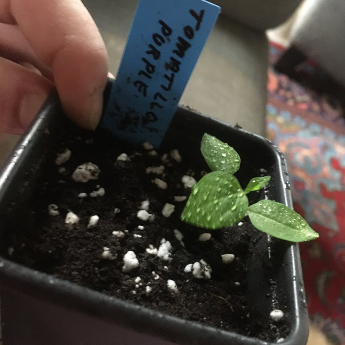 Unga Tomatillo Purpleplantor i kruka med en blå etikett som beskriver sorten.