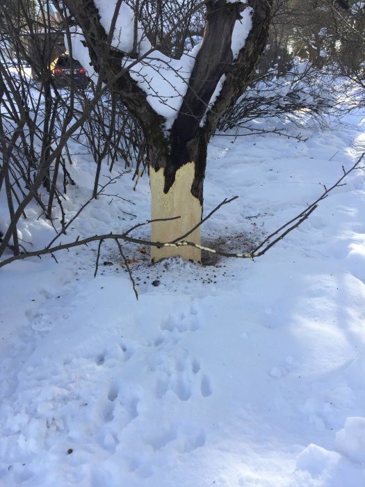 Skadat äppelträd med bark gnagd nära marken på en snötäckt trädgård, tydliga spår av vildkaniner synliga.