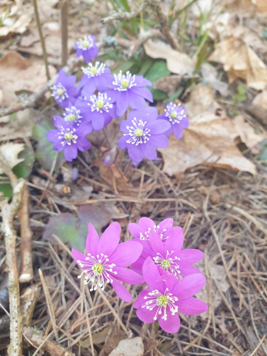 Blå och rosa blommor av arten blåsippa i lövförna på marken.