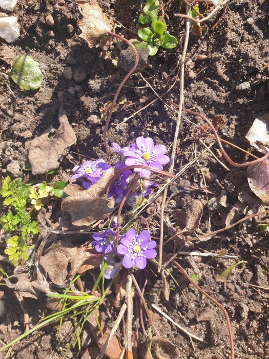 Blåsippsblommor i blom på våren med blandade växtrester och jord i bakgrunden.