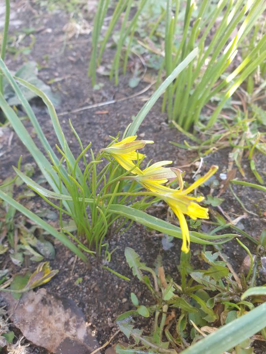 Gula blommor av vårlök i fokus med gröna blad och oskarpt blåsippsblad i bakgrunden.