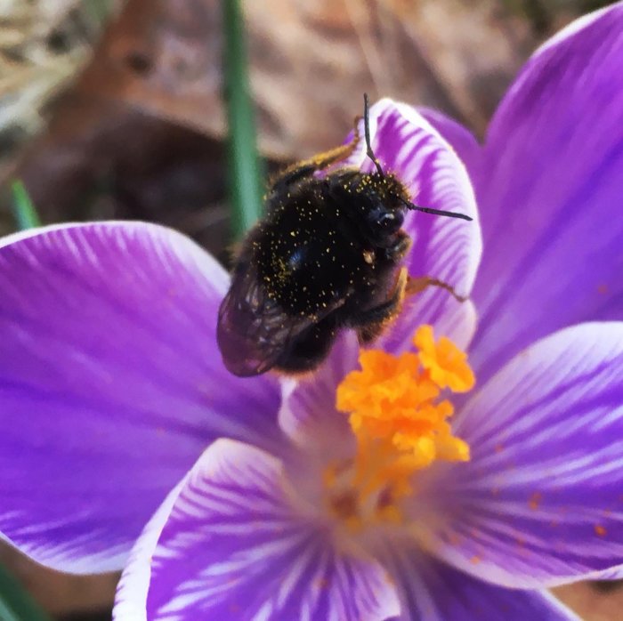 En humla täckt av pollen på en lila krokusblomma.