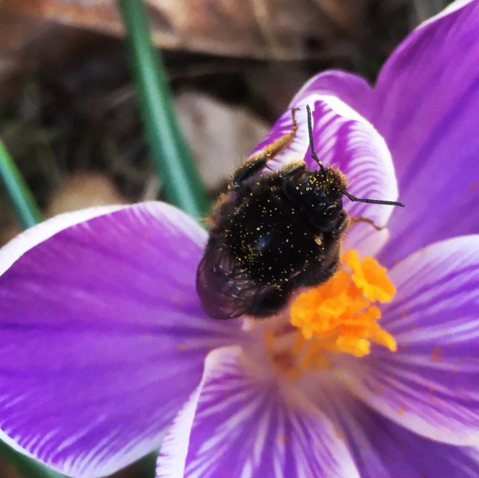 En humla täckt av pollen på en lila vårkrokus.