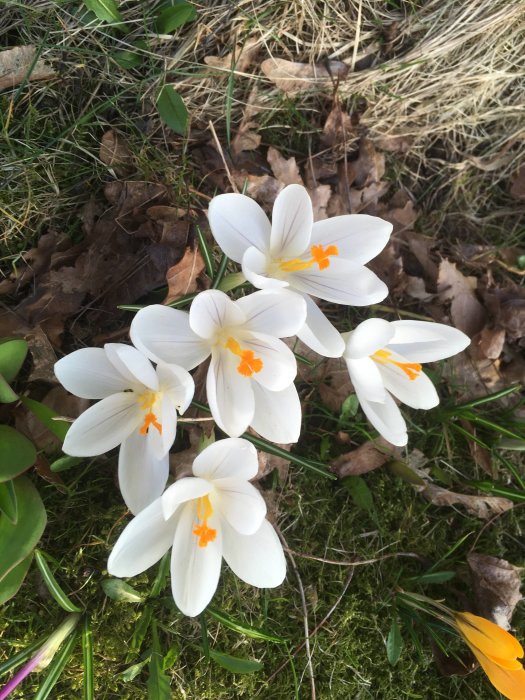 Vita krokusar i blom mot en bakgrund av gräs och löv.