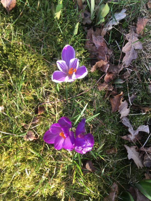 Blommande lila krokusar i en grön gräsmatta med löv.