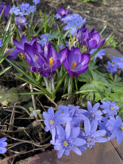 Lila krokusar och blå blåsippor blommande tillsammans i en trädgård.