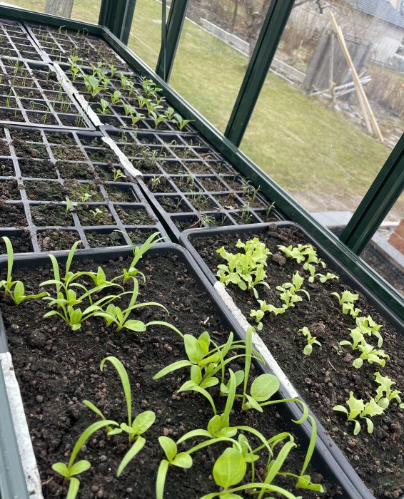 Unga spenat och pak choi plantor i odlingskassetter i ett växthus, redo för skörd snart.