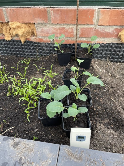 Ungplantor av spenat och pak choi i krukor redo för skörd i en trädgård.