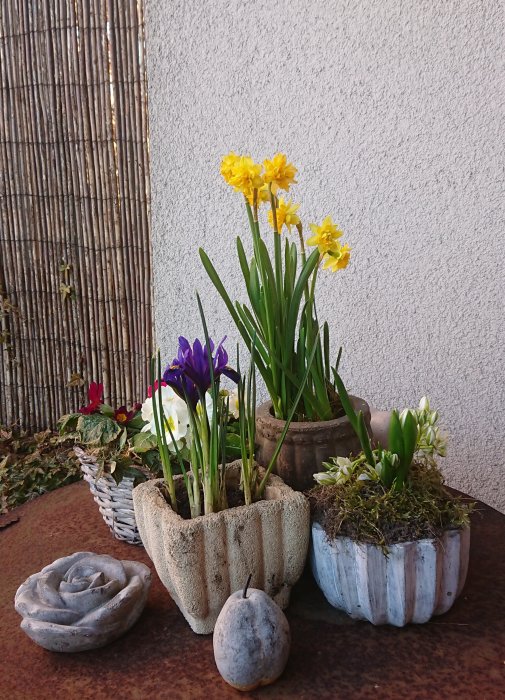 Blommande krukväxter med påskliljor och krokusar på en uteplats.