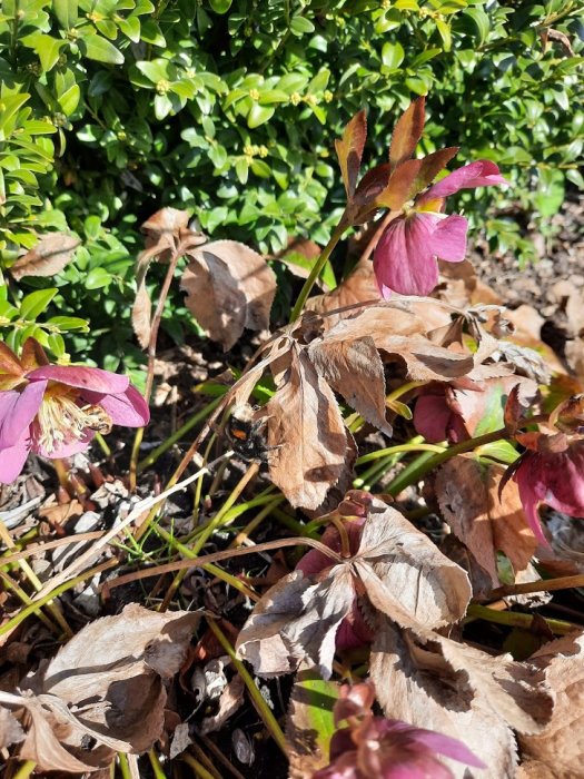 Humla på brunna löv och levande rosa blommor vid gröna buskar.