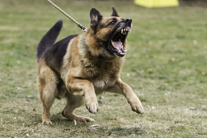 En drillad schäferhund visar sin träning genom att skälla och springa medan den hålls av en koppel.