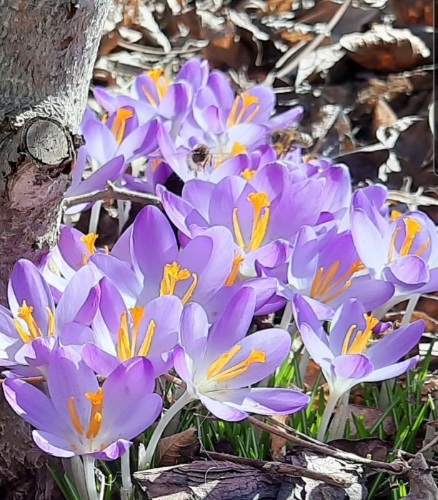 Bin flög runt lila krokusar i solskenet, vårtecken med blommande blommor och insektsliv.