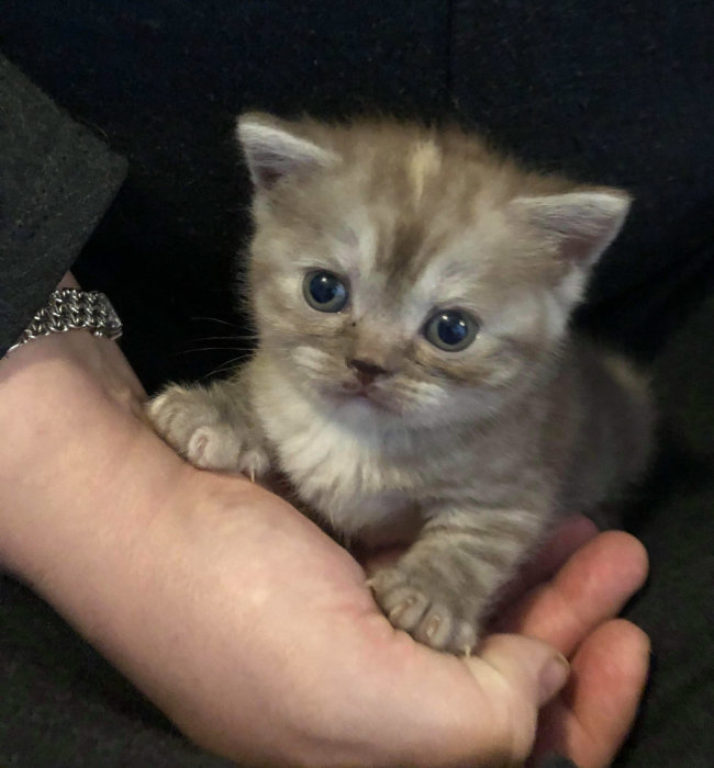 En fyra veckor gammal kattunge med blå ögon vilar i en persons hand.