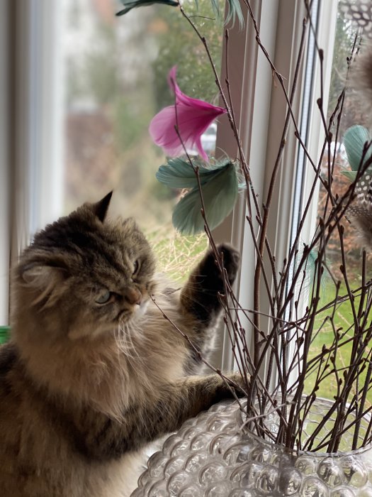 Långhårig katt bredvid påskris vid fönster, leker med grenarna.