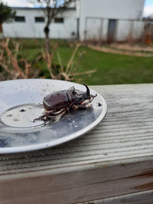 En noshornsbagge på en ljus metallbricka framför en grönskande trädgård och en vit byggnad.