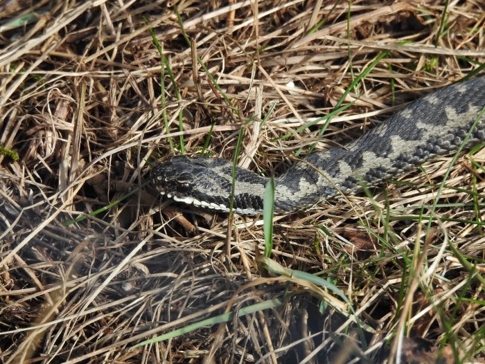 En huggorm som solbadar bland torrt gräs och löv på marken, kamouflerad i sin naturliga miljö.