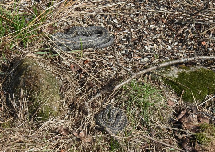 Två huggormar kamouflerade bland torrt gräs och löv på marken.