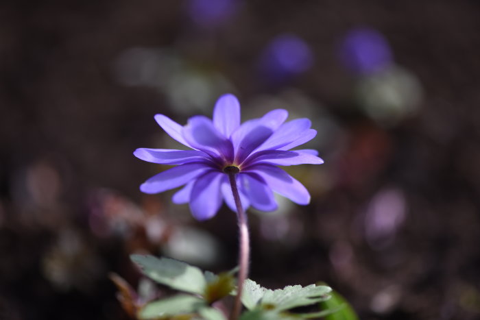 Blålila blomma i närbild med suddig bakgrund.