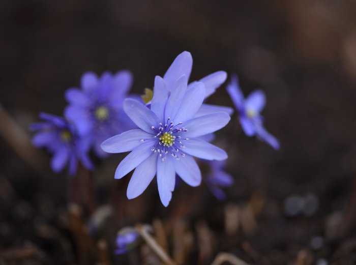 Närbild av blommande Hepatica transsylvanica, ungersk blåsippa, med lila blommor och gula ståndare.