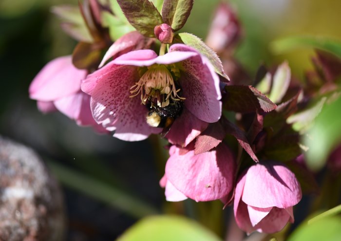 Humlans bakdel syns i en rosa julros under blomningen.