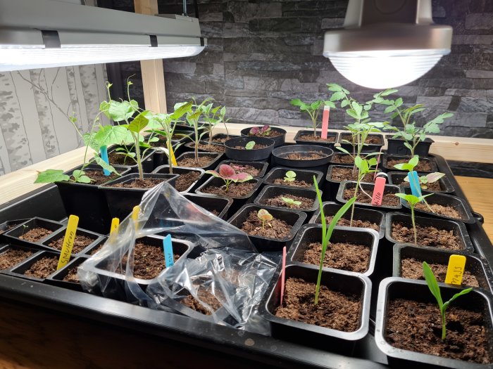 Odling av plantor som majs, tomatillo, ampeltomater, med belysning ovanför.