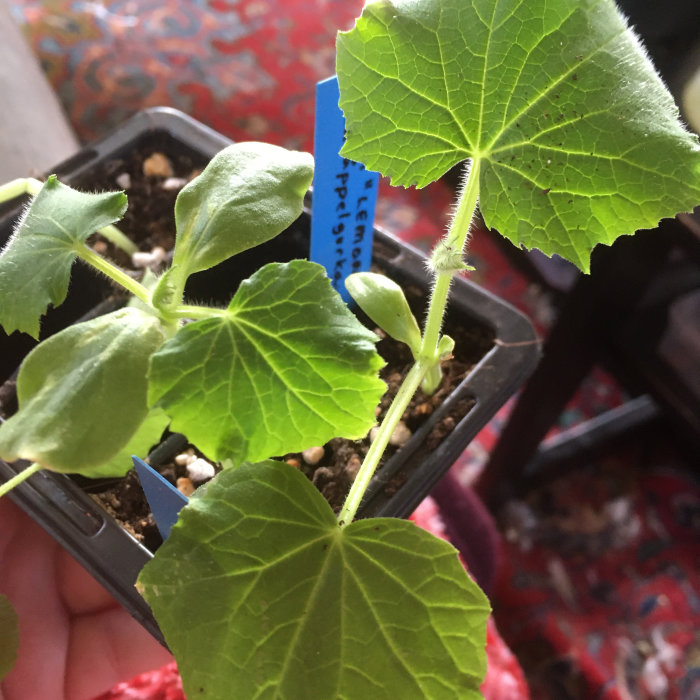 Omplanterade gurkplantor med stora gröna blad i en kruka med etikett märkt "LEMON".