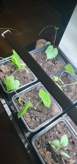 Djungelgurka plantor i krukor under konstgjord belysning med synliga rankor som snurrar.