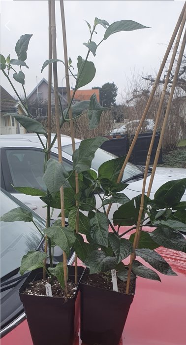 Två krukväxter med stödpinnar på en bilhuven utomhus.