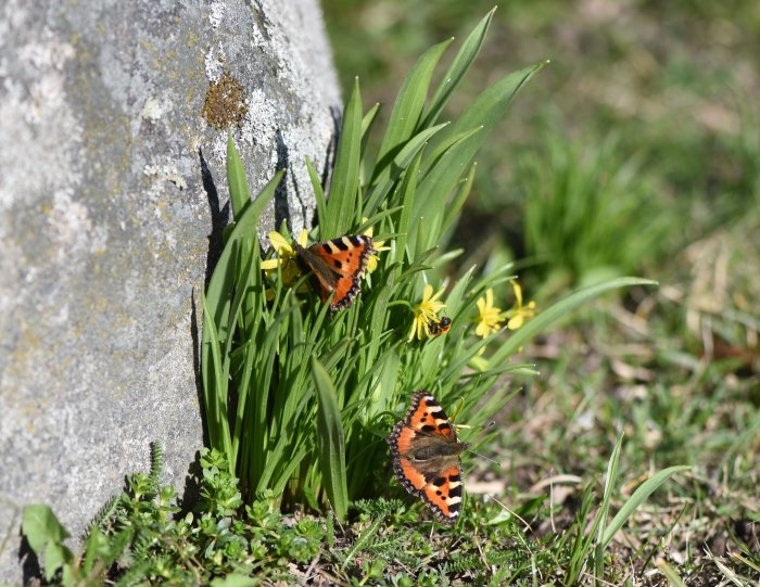 En fjäril på vårliga gröna blad och gula blommor nära en sten med lavar.