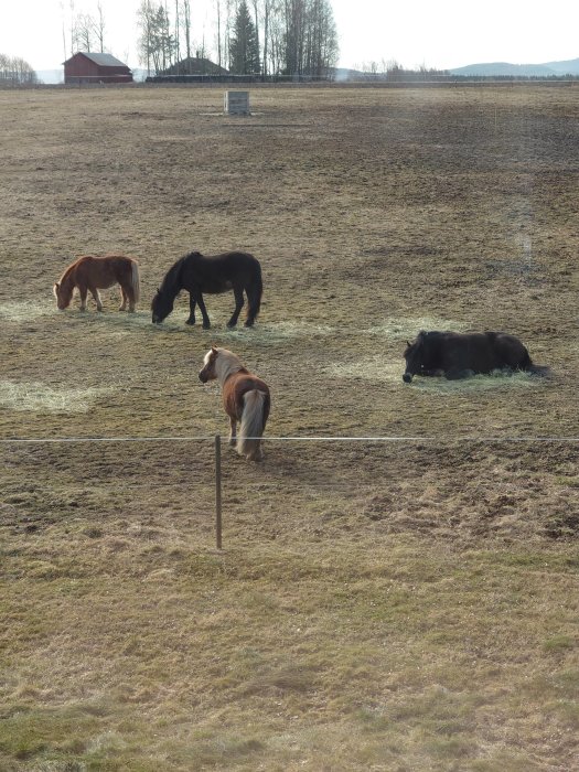 Hästar på en betesmark med en liggande ko i bakgrunden och lantlig miljö.