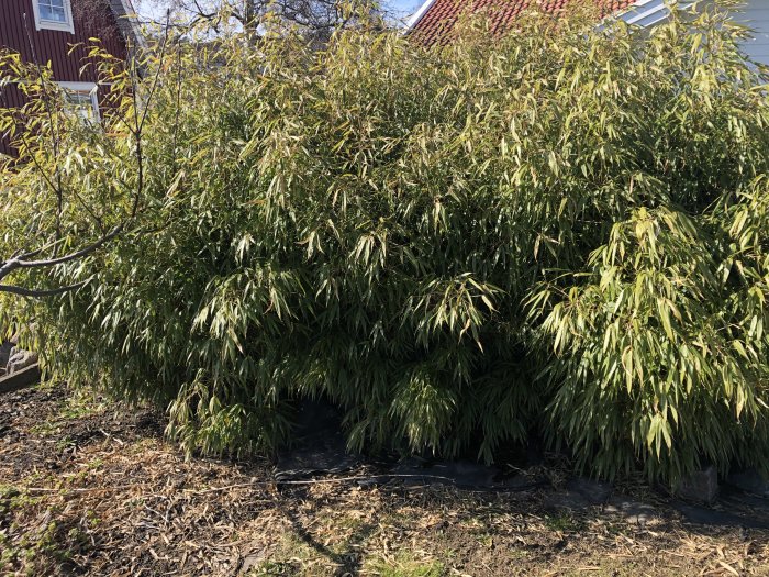 Täta, vintergröna bambubuskar på cirka 1,9 meter i en trädgård, med hus i bakgrunden.