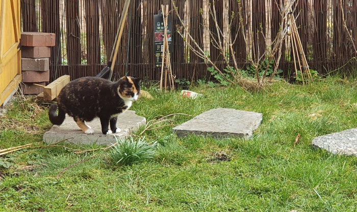 Katt går på stenplattor på en gräsmatta för att undvika blöt mark.