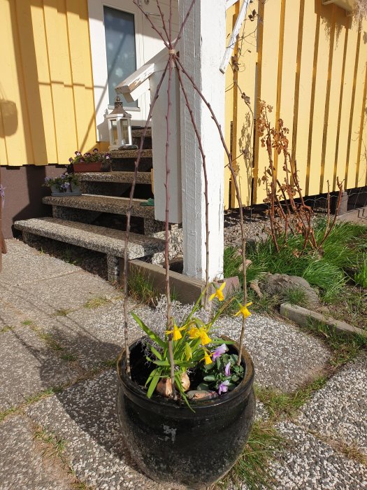 Kruka med spaljé och blandade vårblommor framför en gult hus och stentrappa.