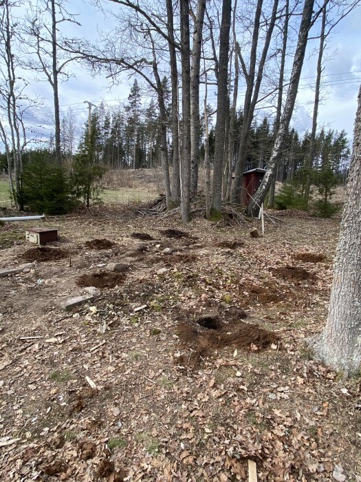 Utgrävda hål för plintar i skogsmark med löv på marken och en röd stuga i bakgrunden.