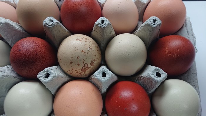 Variation av hönsägg med olika färger och mönster i en äggkartong.