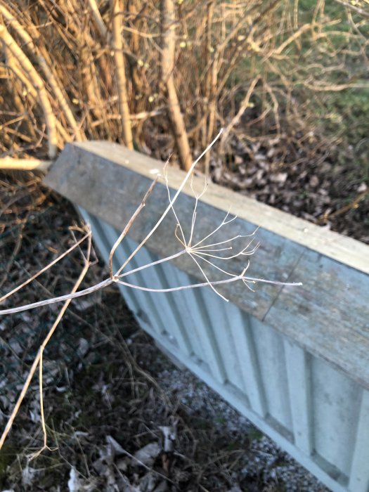 Närbild av en torkad växtgren framför suddig bakgrund av brunna buskar och en metallkant.