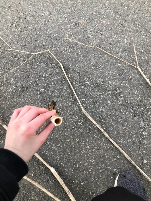 Hand håller upp en ihålig växtstjälk mot en asfalterad mark.