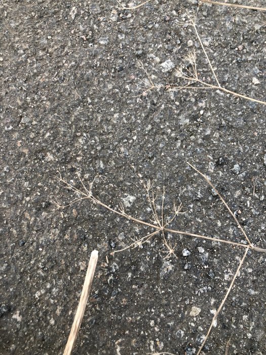 Lätt, torr växtgren mot en bakgrund av grått grovkornigt underlag som kan misstänkas vara Parkslide.