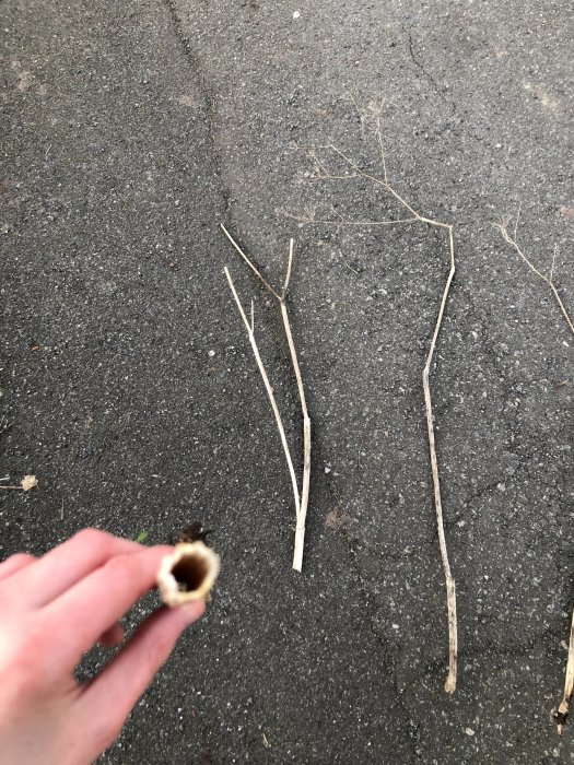 En hand håller en ihålig stam av en växt nära kameran med fler stjälkar på asfalterat underlag i bakgrunden.
