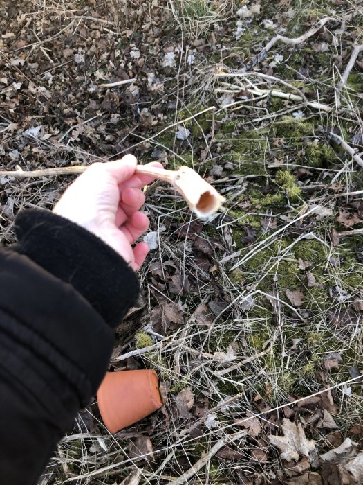 Hand håller ett torkat växtskaft mot en bakgrund av löv och gräs på marken.
