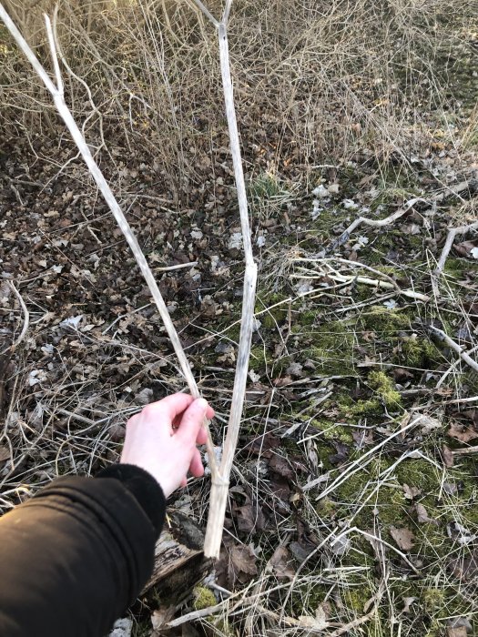 Hand som håller en lång, torr och ihålig växtstjälk med vissnat gräs och löv i bakgrunden.