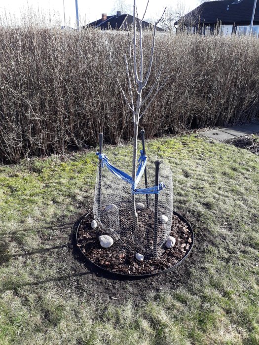 Ungt plommonträd inringat av metallring med barkmulch, stödd av blå stödband, skyddsnät och stenar runtom.