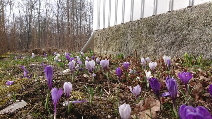 Lila och vita krokusar blommar bland löv och byggavfall nära en grå stenmur och vit vägg.