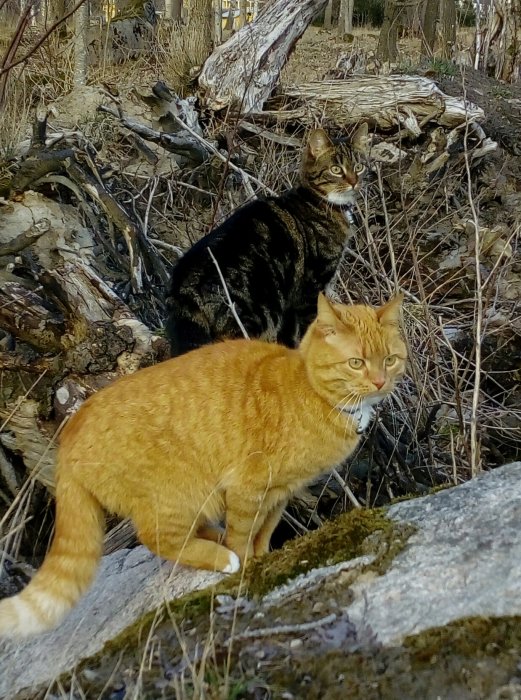 Två katter, en randig och en röd, i en hage bland trädrötter och torra kvistar.