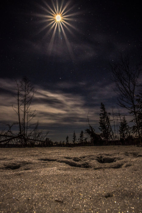 Nattlandskap med glittrande snö, träd i silhuett mot stjärnhimmel och lysande måne.