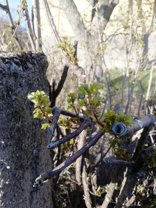 Nyutslagna gröna blad på grenar av en buske med suddig bakgrund av en mur och grenar.