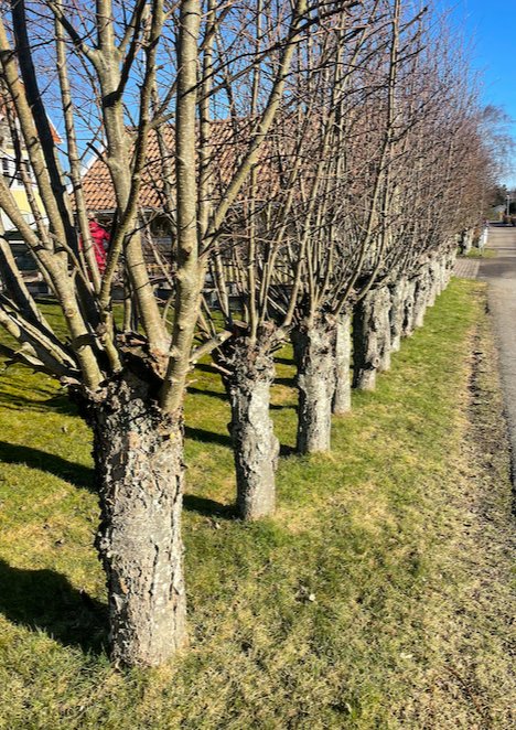 Rad av tättstående träd längs en gräsmatta vid en väg, potentiell hinder för gräsklippare.